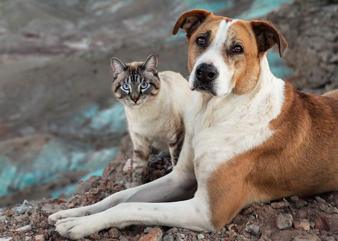 Dog and cat together